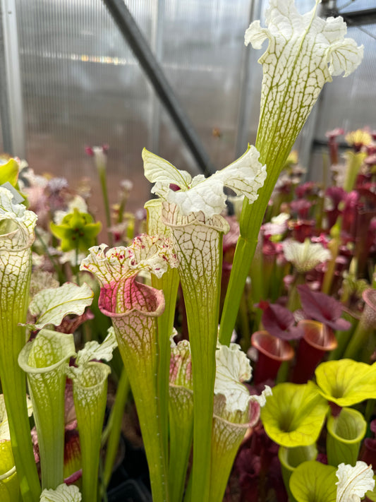 Sarracenia x Pink Panther (Shipped Bare-Root)