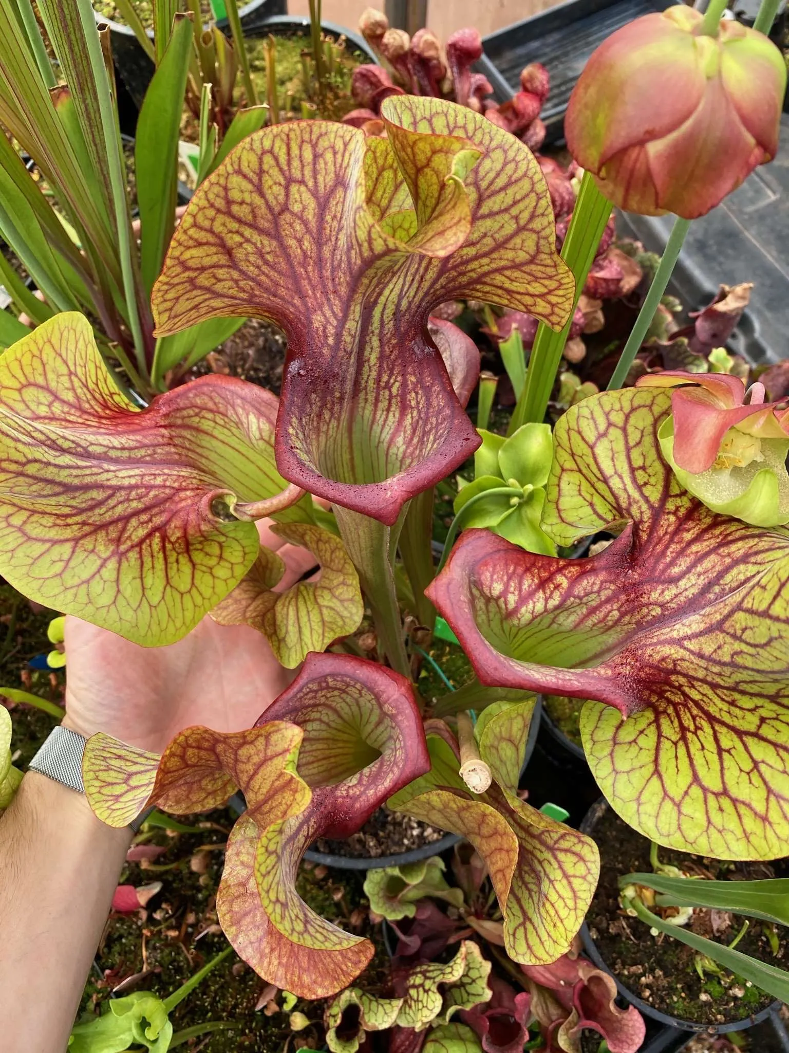 Sarracenia x Potty Mouth