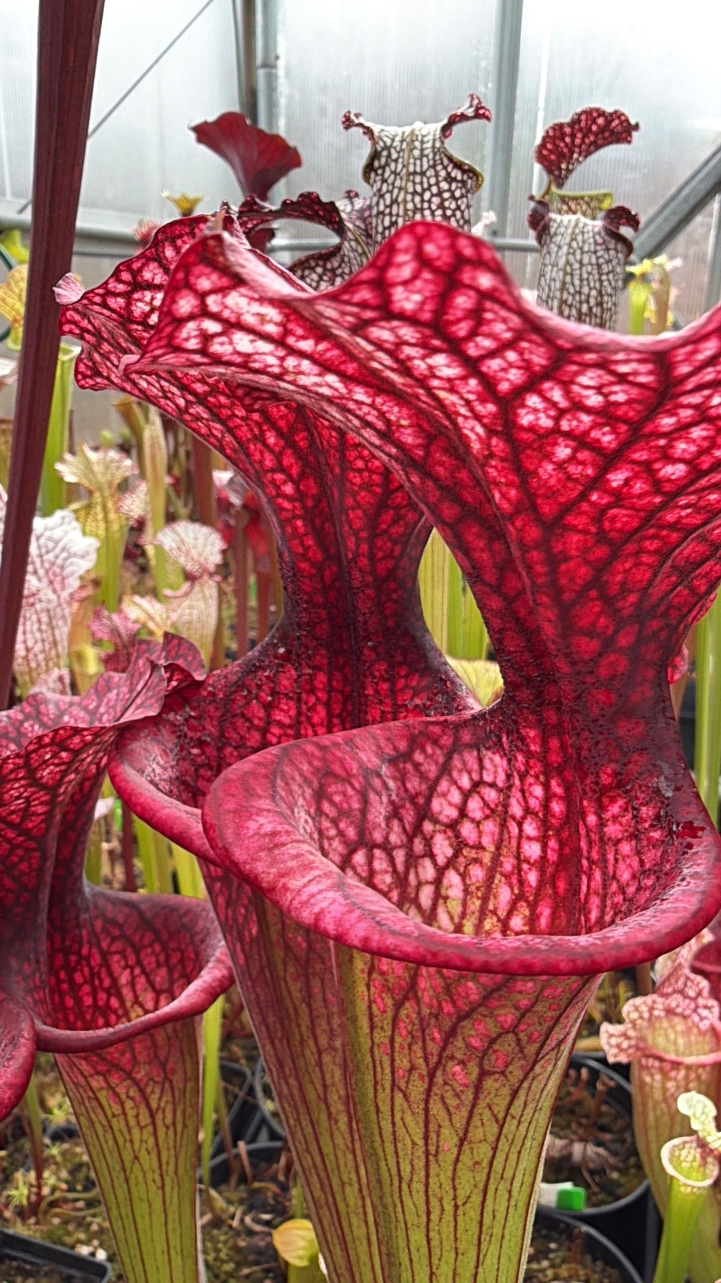 Sarracenia x Premysl Otakar I x Adrian Slack #3 (Shipped Bare-Root)