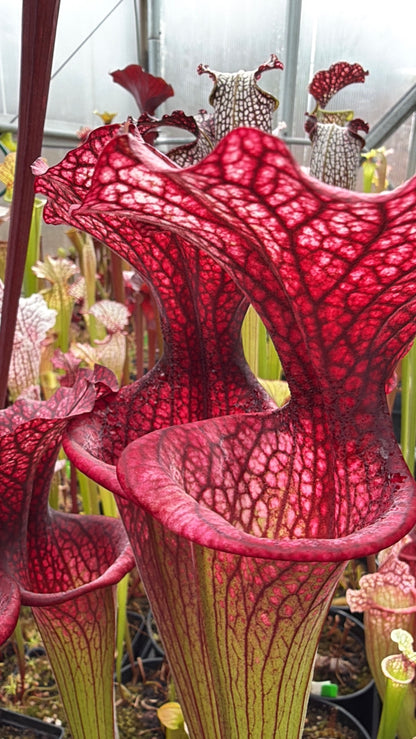 Sarracenia x Premysl Otakar I x Adrian Slack #3 (Shipped Bare-Root)