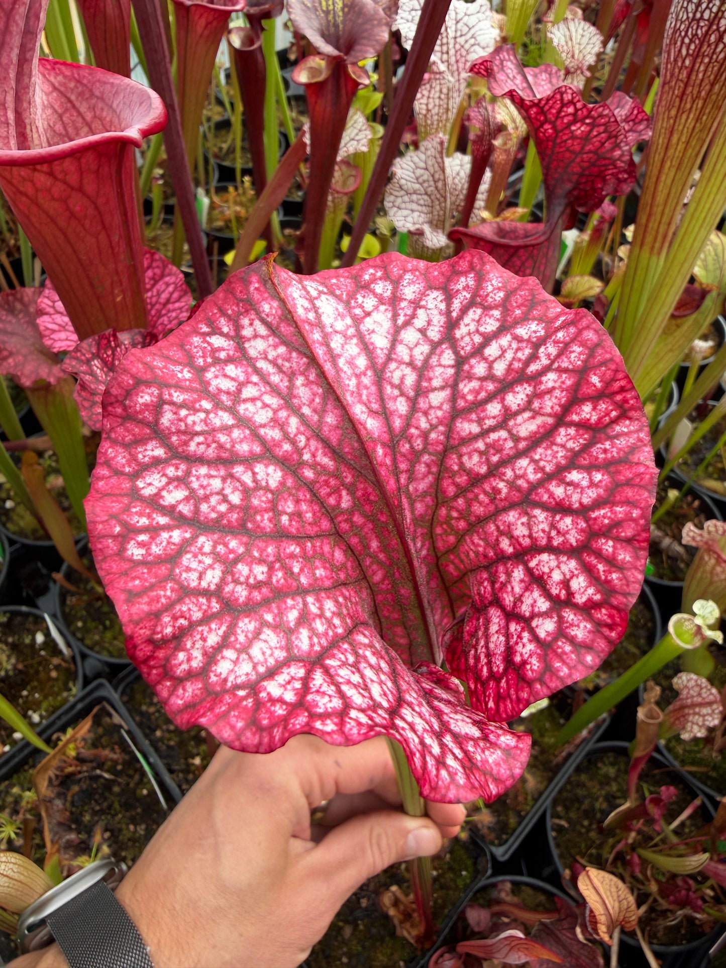 Sarracenia x Premysl Otakar I x Adrian Slack #3 (Shipped Bare-Root)