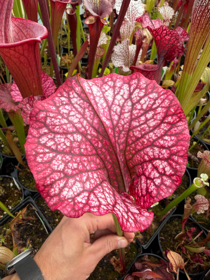 Sarracenia x Premysl Otakar I x Adrian Slack #3 (Shipped Bare-Root)