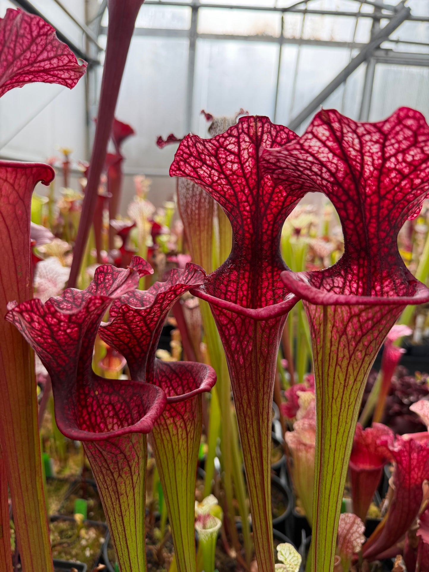 Sarracenia x Premysl Otakar I x Adrian Slack #3 (Shipped Bare-Root)
