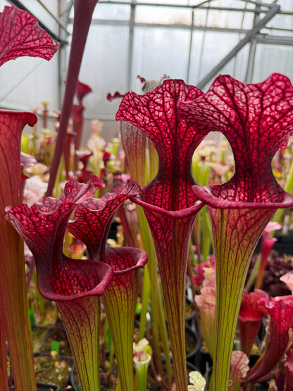 Sarracenia x Premysl Otakar I x Adrian Slack #3 (Shipped Bare-Root)