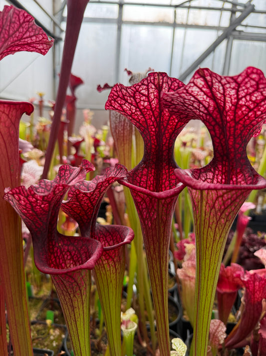 Sarracenia x Premysl Otakar I x Adrian Slack #3 (Shipped Bare-Root)