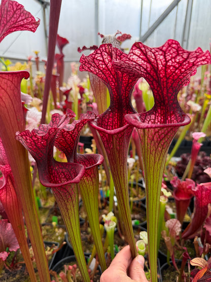 Sarracenia x Premysl Otakar I x Adrian Slack #3 (Shipped Bare-Root)