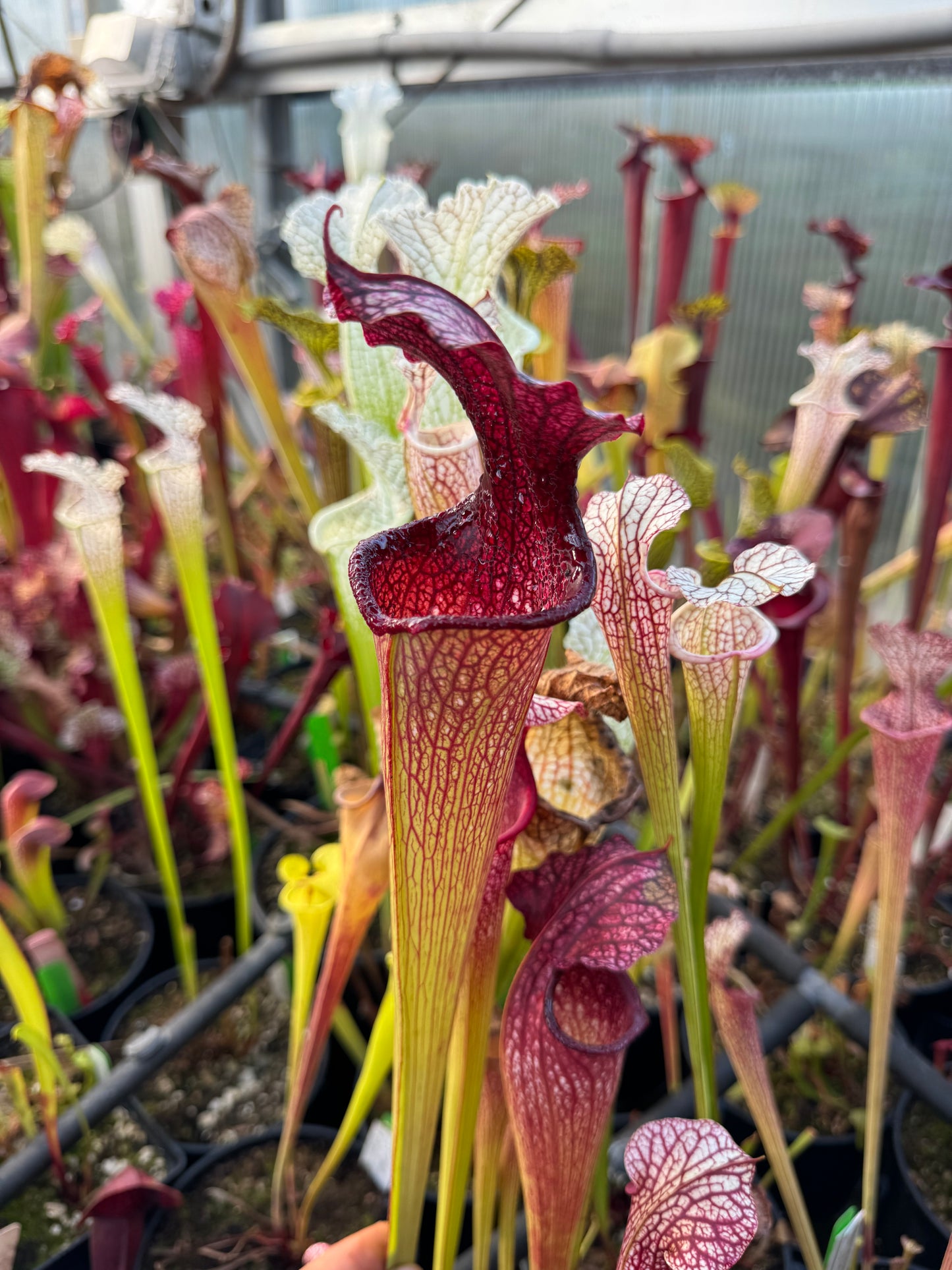 Sarracenia x Prometheus x Adrian Slack 1 (Shipped Bare-Root)