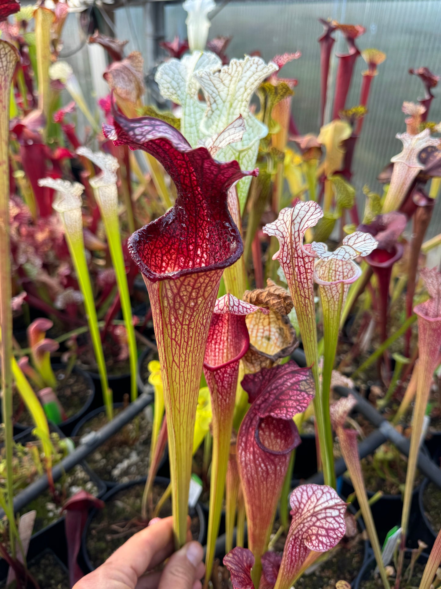Sarracenia x Prometheus x Adrian Slack 1 (Shipped Bare-Root)
