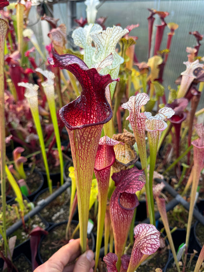 Sarracenia x Prometheus x Adrian Slack 1 (Shipped Bare-Root)