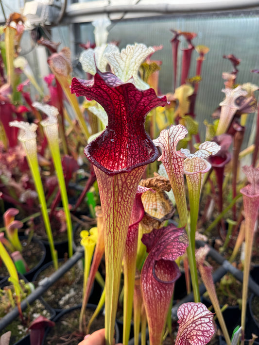 Sarracenia x Prometheus x Adrian Slack 1 (Shipped Bare-Root)