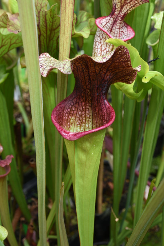 Sarracenia x Prometheus x Adrian Slack 2 (Shipped Bare-Root)
