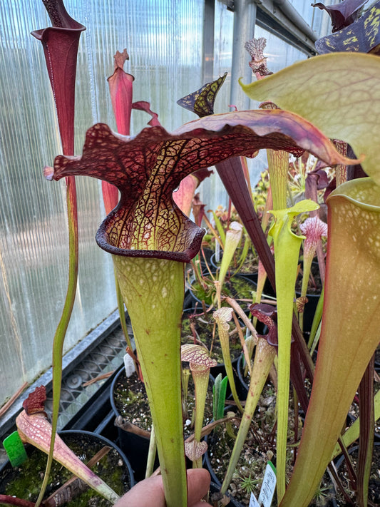 Sarracenia x Prometheus x Adrian Slack 3 (Shipped Bare-Root)