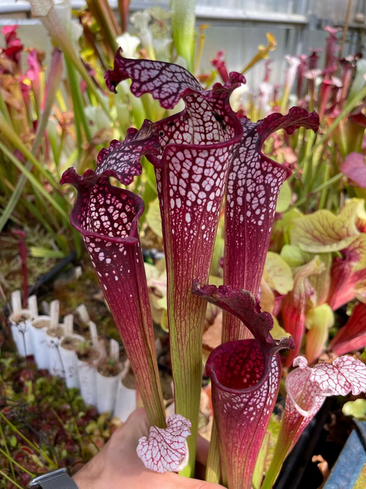 Sarracenia x Prometheus x Purple Lips 1
