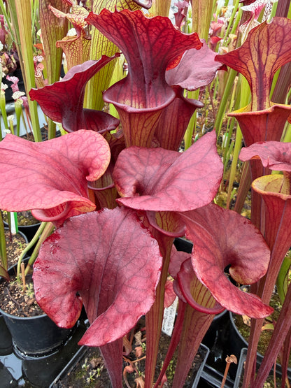 Sarracenia x Red Man x flava Chocolate Top (Karen Oudean via Jeff G) (Shipped Bare-Root)