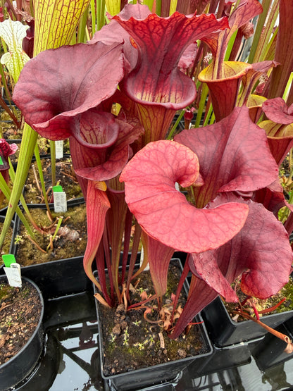 Sarracenia x Red Man x flava Chocolate Top (Karen Oudean via Jeff G) (Shipped Bare-Root)