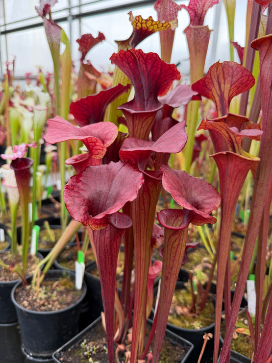 Sarracenia x Red Man x flava Chocolate Top (Karen Oudean via Jeff G) (Shipped Bare-Root)