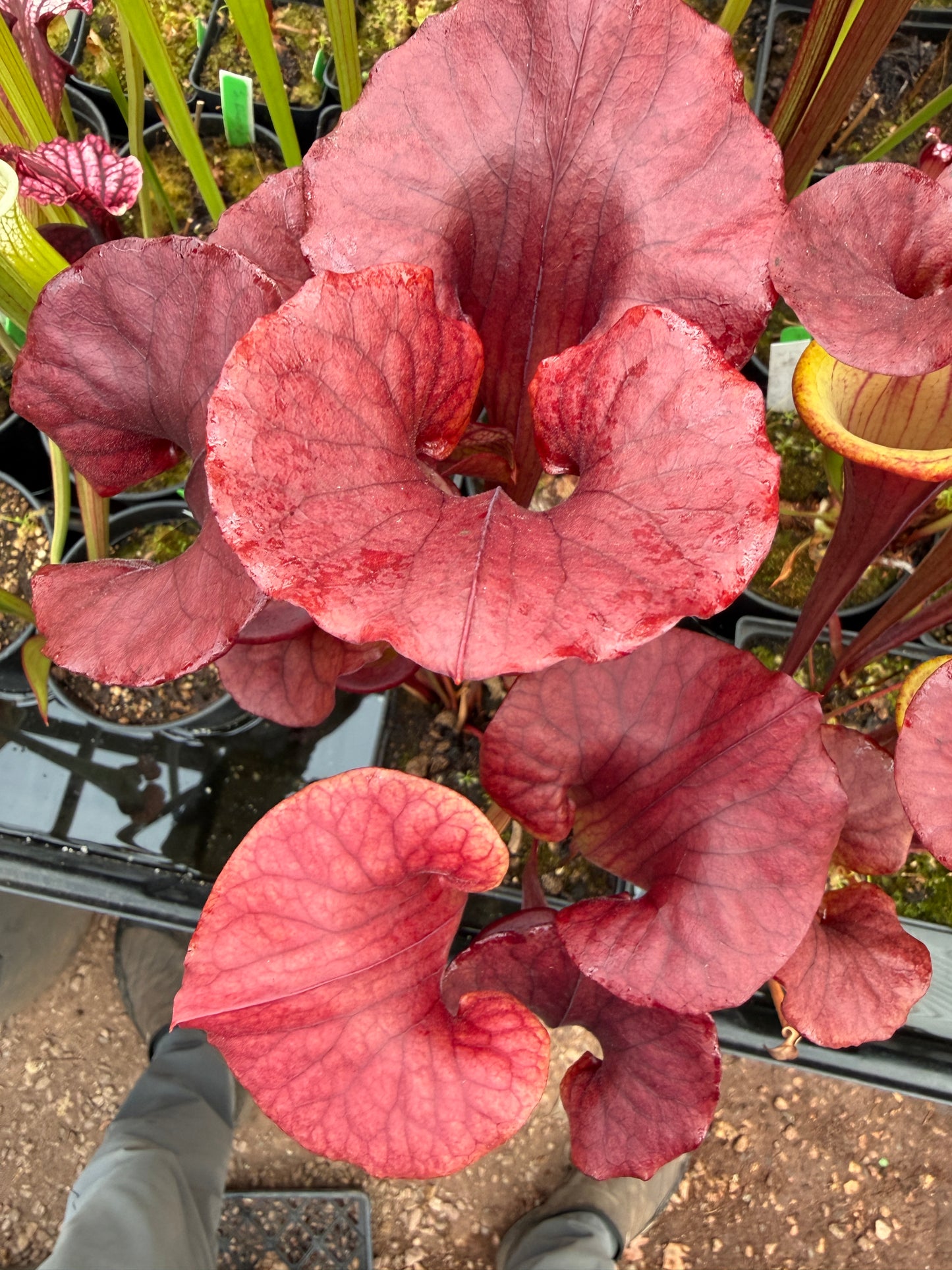 Sarracenia x Red Man x flava Chocolate Top (Karen Oudean via Jeff G) (Shipped Bare-Root)