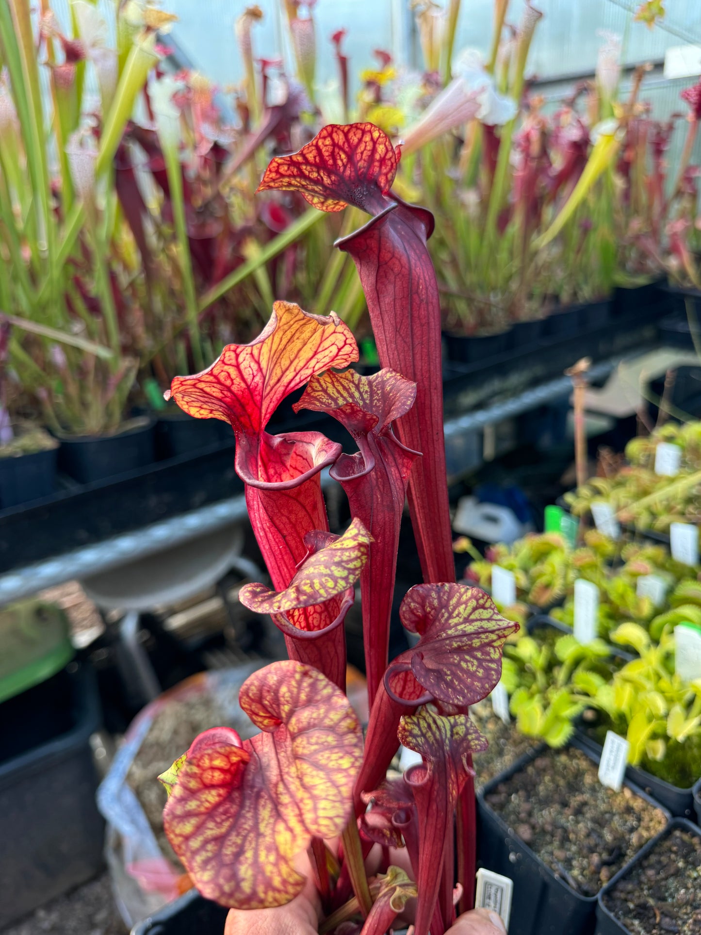 Sarracenia x Reptilian Rose x flava Rubricorpora Spotted Giant TH (Shipped Bare-Root)