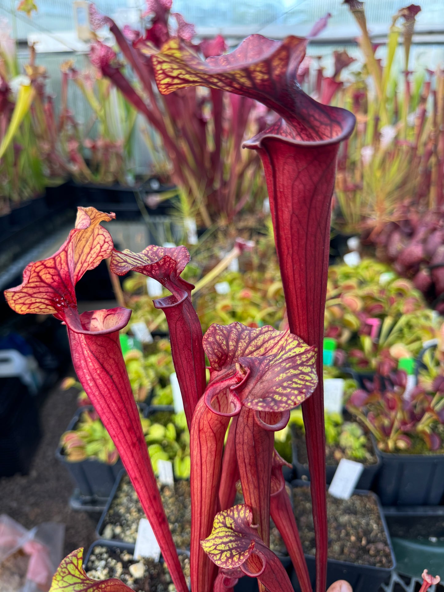 Sarracenia x Reptilian Rose x flava Rubricorpora Spotted Giant TH (Shipped Bare-Root)