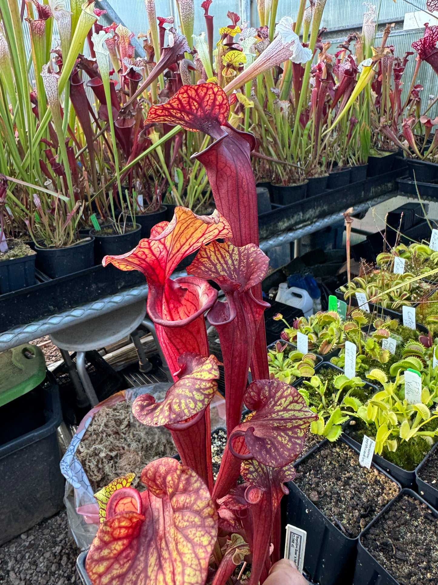 Sarracenia x Reptilian Rose x flava Rubricorpora Spotted Giant TH (Shipped Bare-Root)