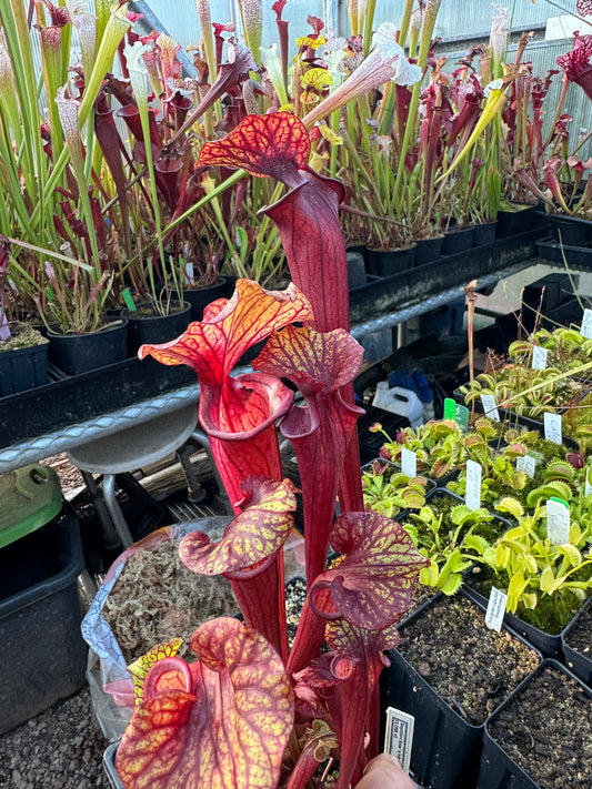 Sarracenia x Reptilian Rose x flava Rubricorpora Spotted Giant TH (Shipped Bare-Root)