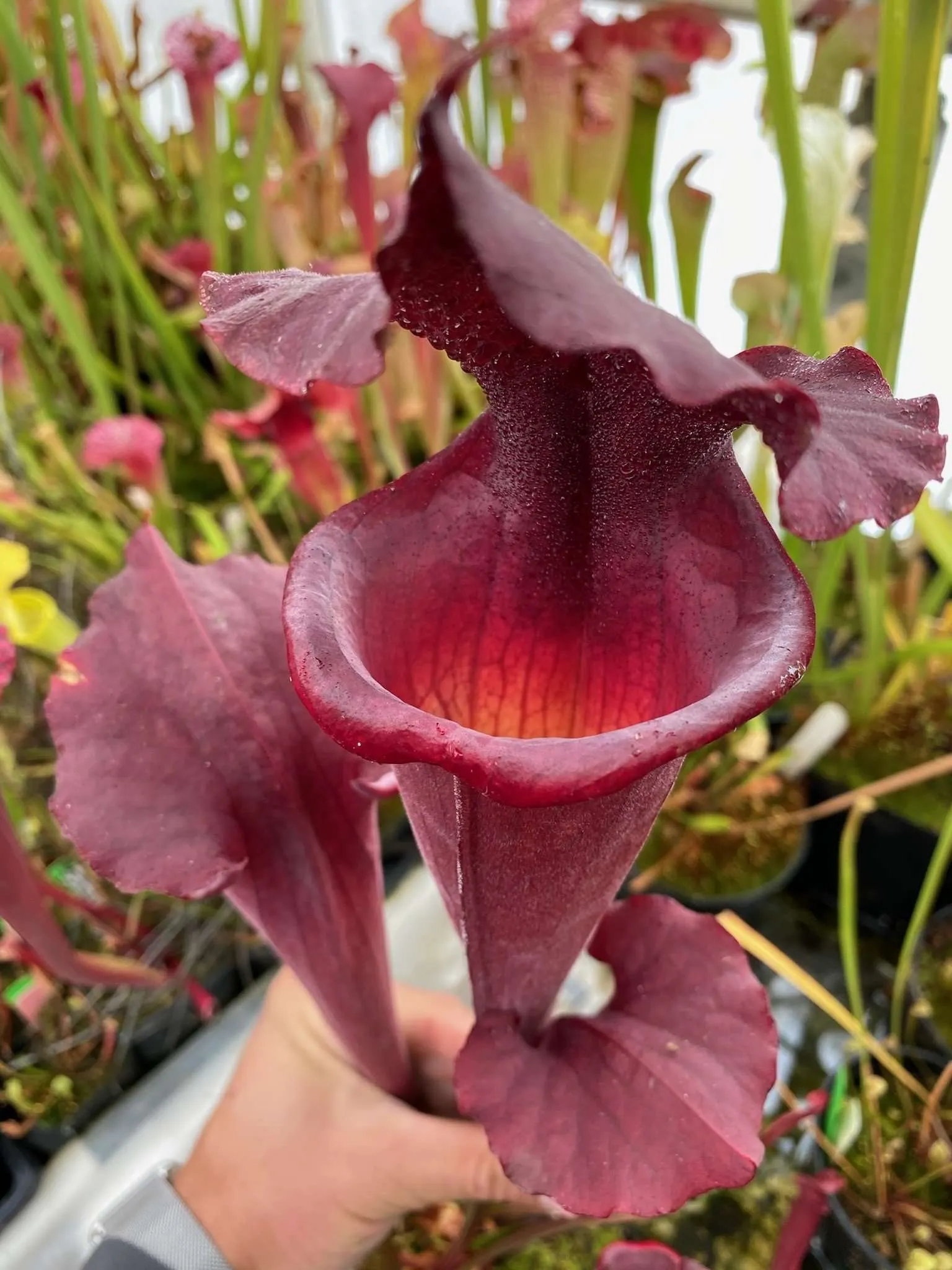 Selected Variant Image