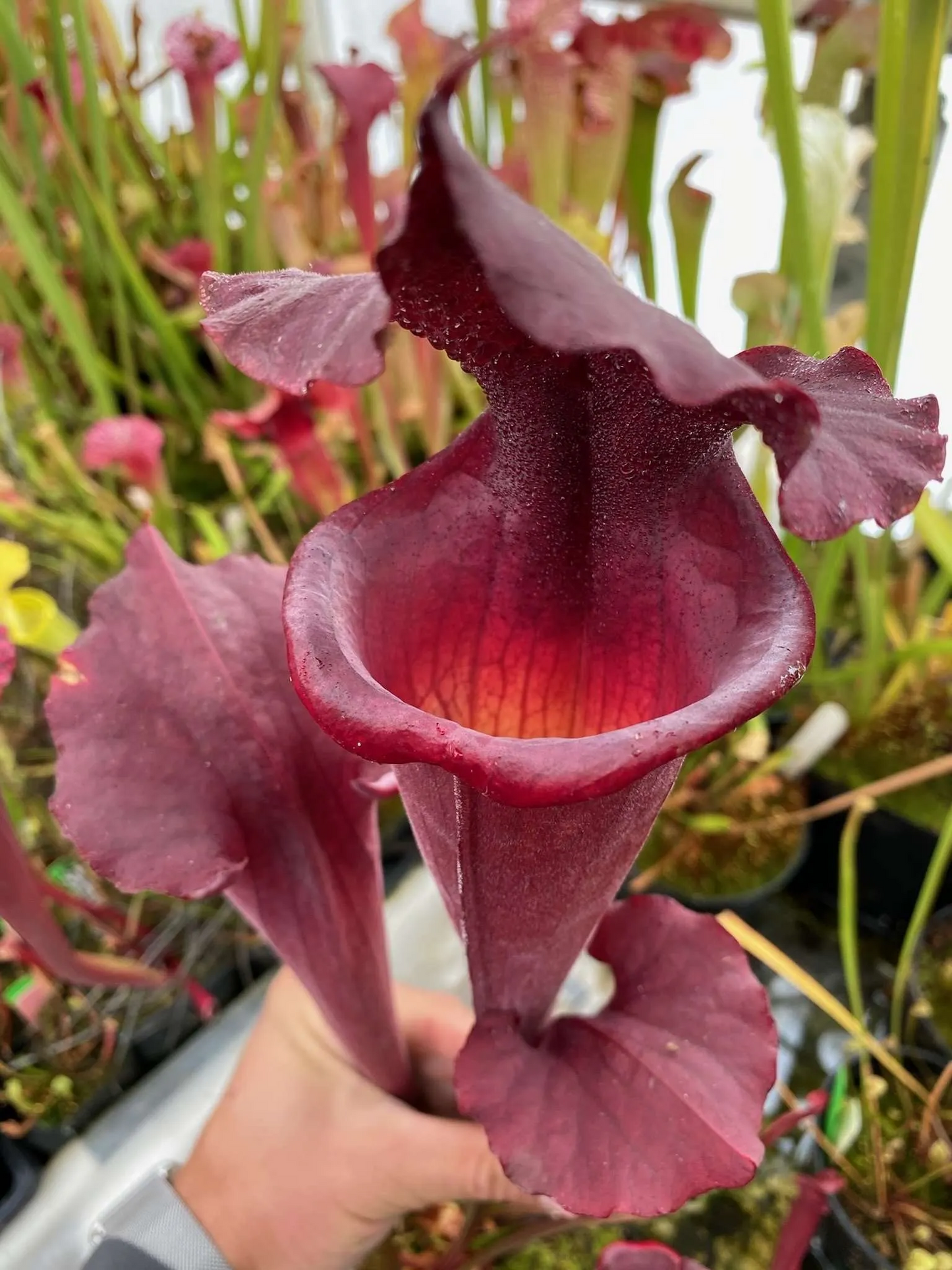 Sarracenia x Reptilian Rose x (flava Rubricorpora x leucophylla) Robert Co #5 (Shipped Bare-Root)