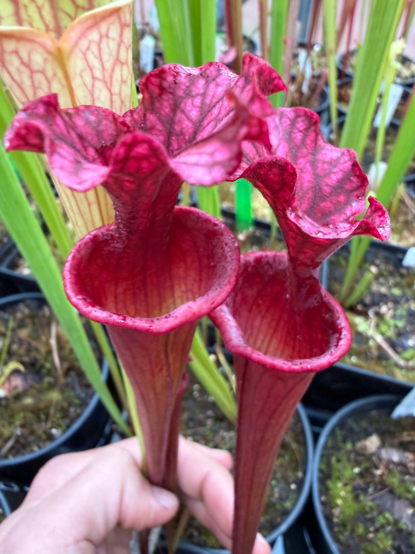 Sarracenia x Reptilian Rose x (flava Rubricorpora x leucophylla) Robert Co #7 Jeff G. - Small (Shipped Bare-Root)