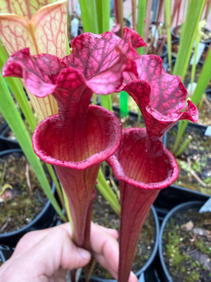 Sarracenia x Reptilian Rose x (flava Rubricorpora x leucophylla) Robert Co #7 Jeff G. - Small (Shipped Bare-Root)