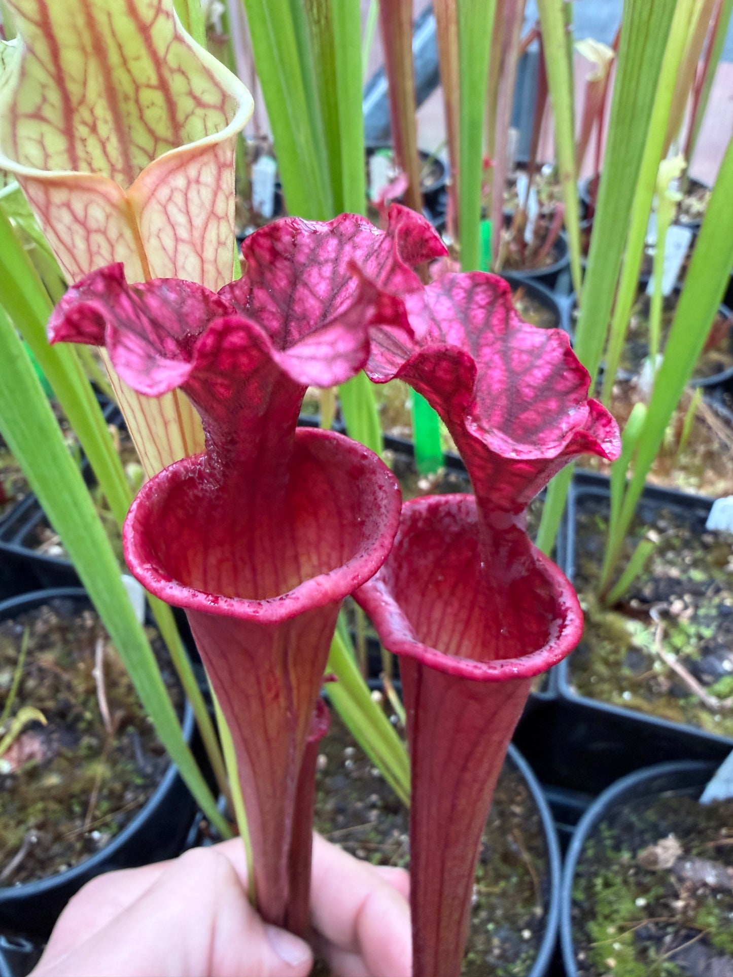 Sarracenia x Reptilian Rose x (flava Rubricorpora x leucophylla) Robert Co #7 Jeff G. - Small (Shipped Bare-Root)
