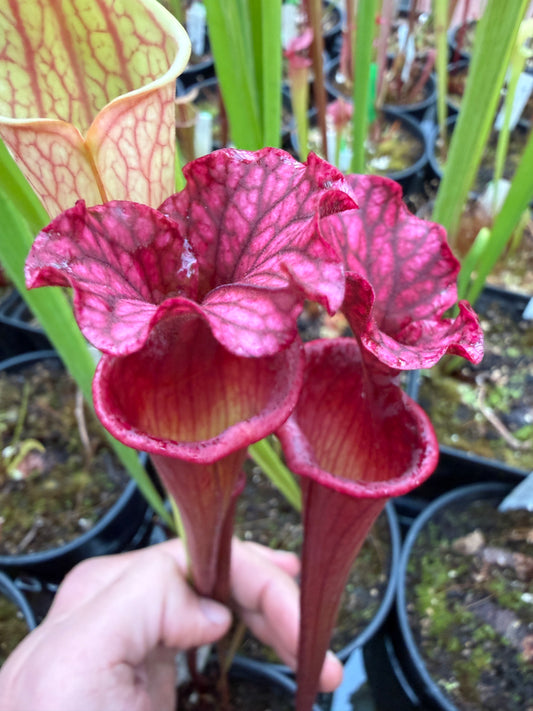 Sarracenia x Reptilian Rose x (flava Rubricorpora x leucophylla) Robert Co #7 Jeff G. - Small (Shipped Bare-Root)