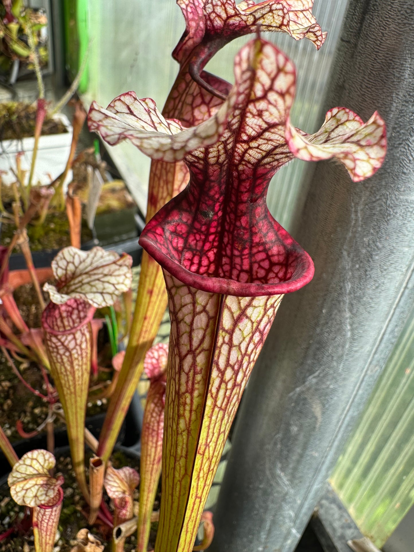 Sarracenia x Reptilian Rose x leucophylla Pale #10 - Small (Shipped Bare-Root)