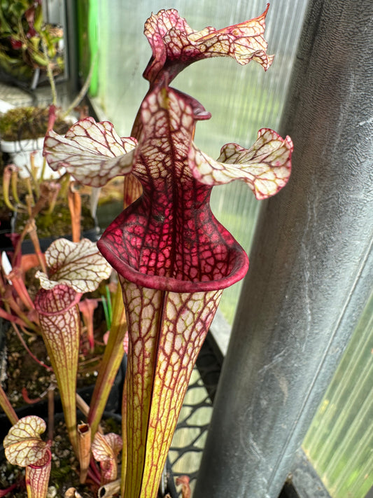 Sarracenia x Reptilian Rose x leucophylla Pale #10 - Small (Shipped Bare-Root)