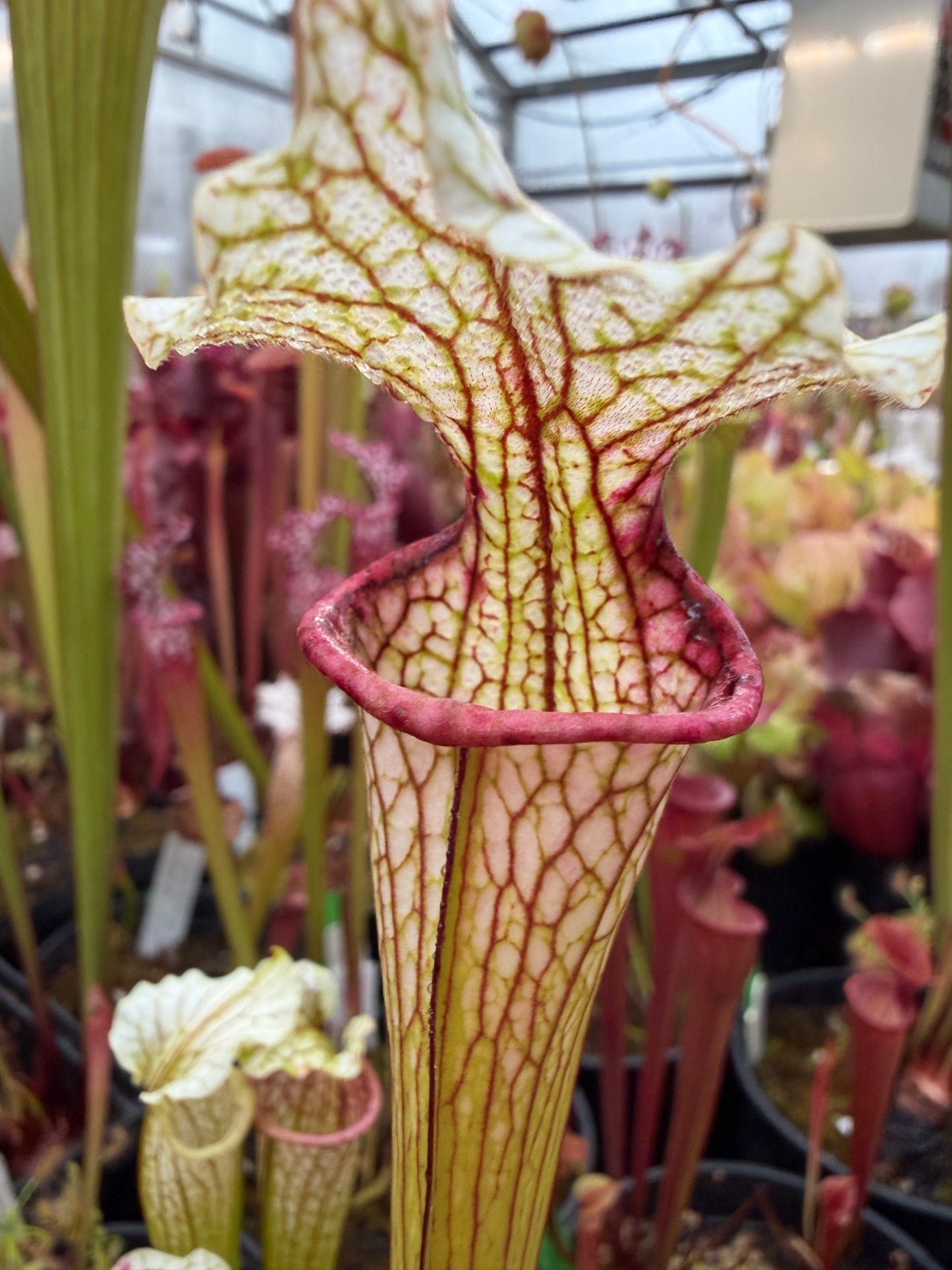 Sarracenia x Reptilian Rose x leucophylla Pale #11 - Small (Shipped Bare-Root)