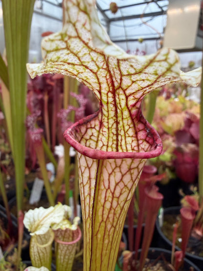 Sarracenia x Reptilian Rose x leucophylla Pale #11 - Small (Shipped Bare-Root)
