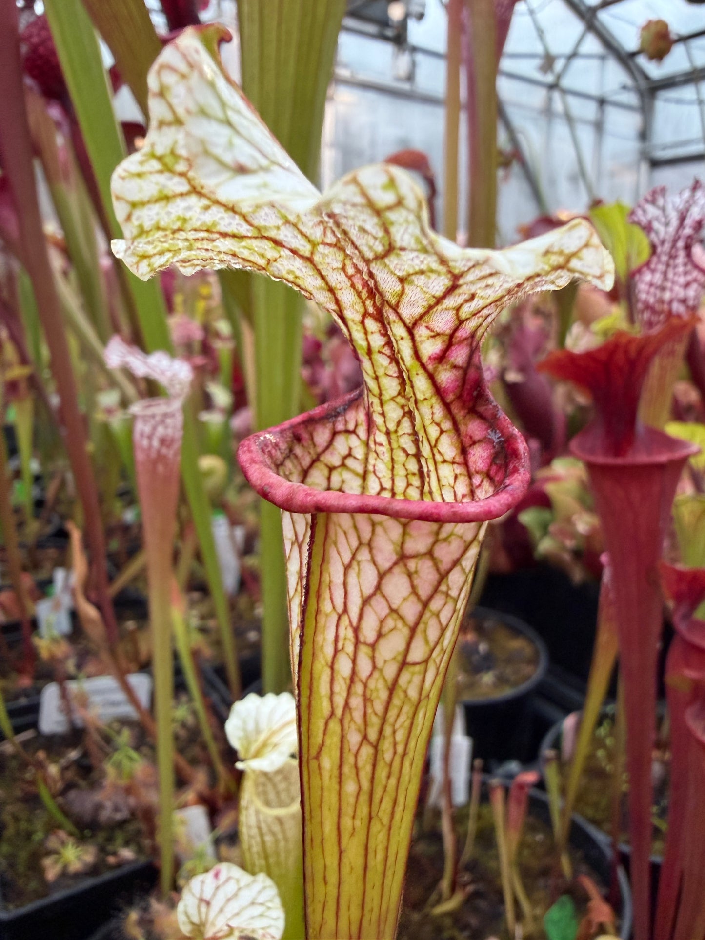 Sarracenia x Reptilian Rose x leucophylla Pale #11 - Small (Shipped Bare-Root)