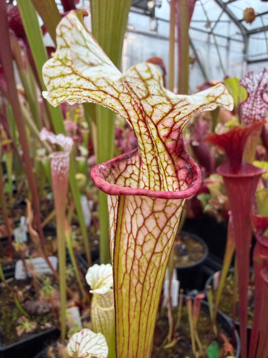 Sarracenia x Reptilian Rose x leucophylla Pale #11 - Small (Shipped Bare-Root)
