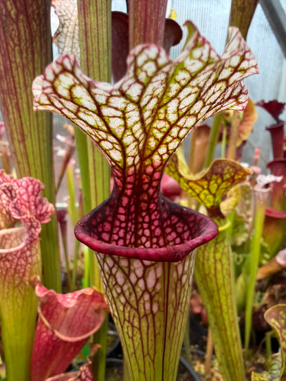 Sarracenia x Reptilian Rose x leucophylla Purple Lips #2 - Small (Shipped Bare-Root)