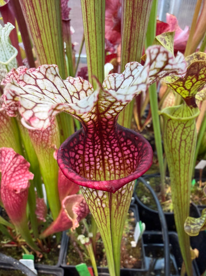 Sarracenia x Reptilian Rose x leucophylla Purple Lips #2 - Small (Shipped Bare-Root)