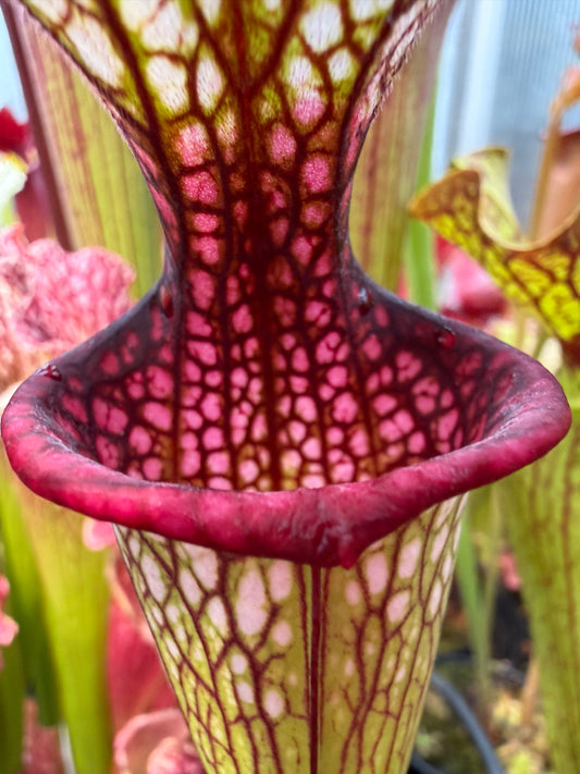 Sarracenia x Reptilian Rose x leucophylla Purple Lips #2 - Small (Shipped Bare-Root)