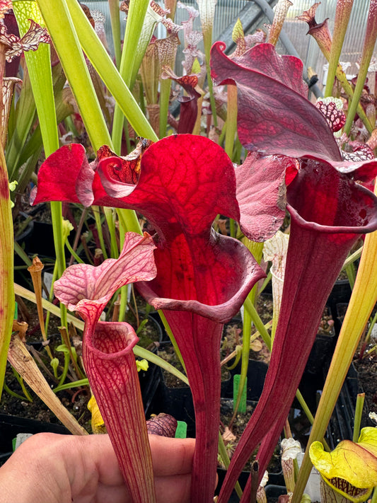 Sarracenia x Reptilian Rose (Shipped Bare-Root)