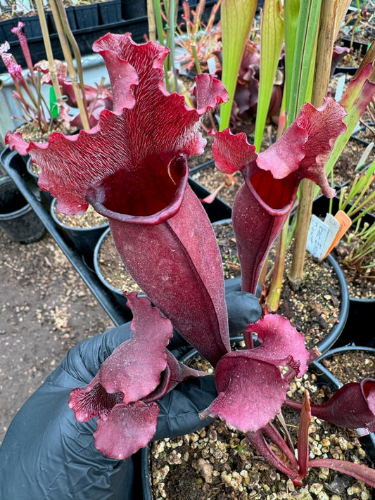 Sarracenia x Rojo Diablo - Small (Shipped Bare-Root)