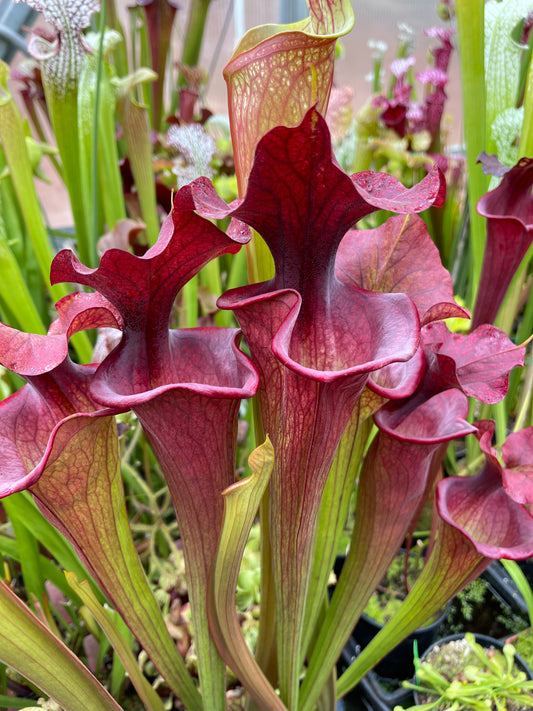 Sarracenia x Royal Ruby x Adrian Slack #1 select (Shipped Bare-Root)
