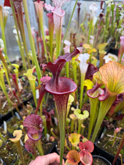Sarracenia x Saurus x Adrian Slack 2 (Shipped Bare-Root)