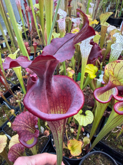 Sarracenia x Saurus x Adrian Slack 2 (Shipped Bare-Root)