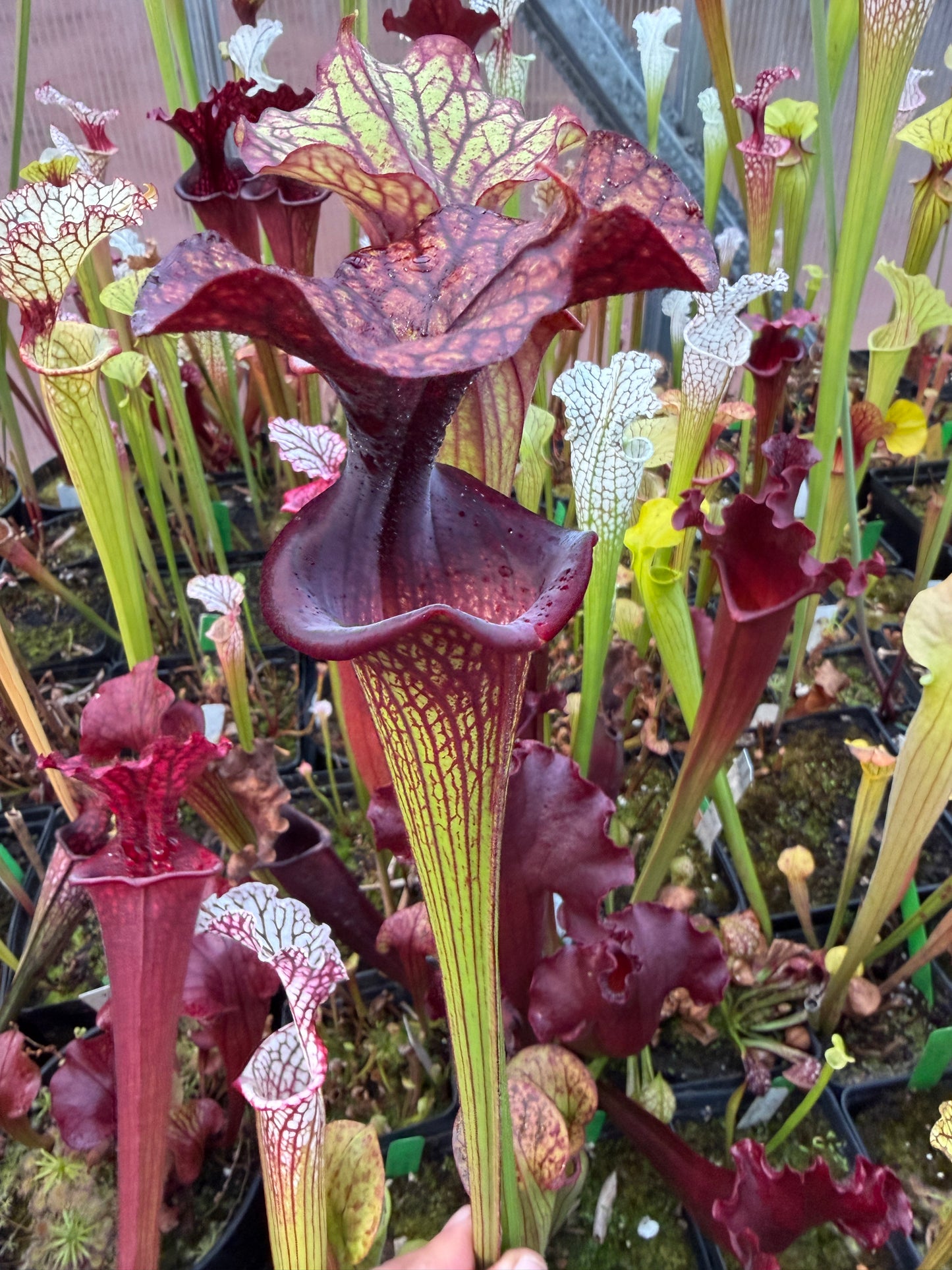 Sarracenia x Saurus x Adrian Slack 3 - Small (Shipped Bare-Root)