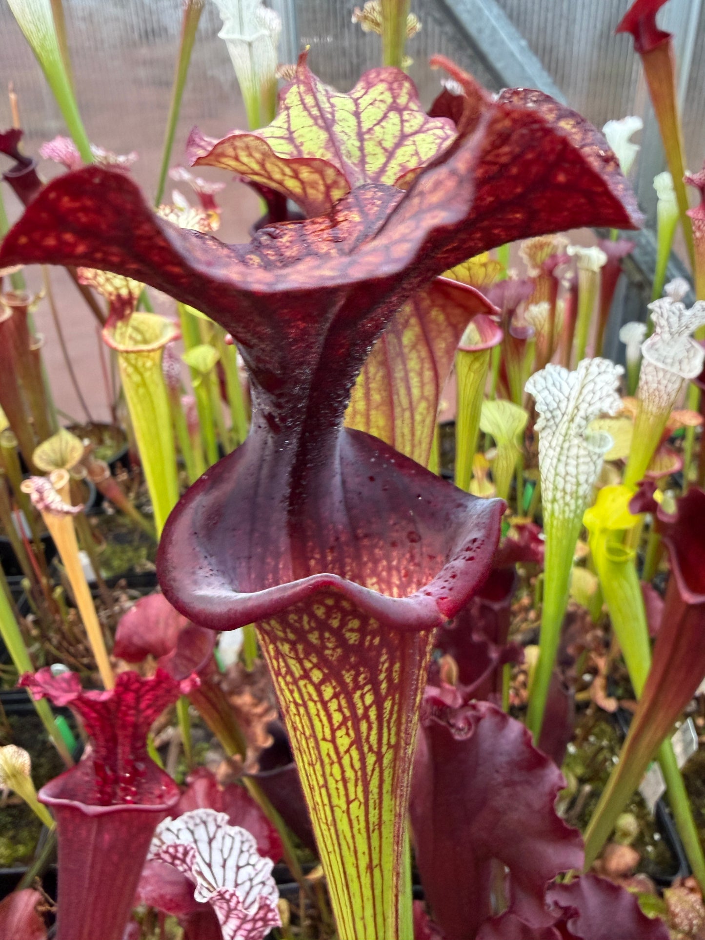 Sarracenia x Saurus x Adrian Slack 3 - Small (Shipped Bare-Root)