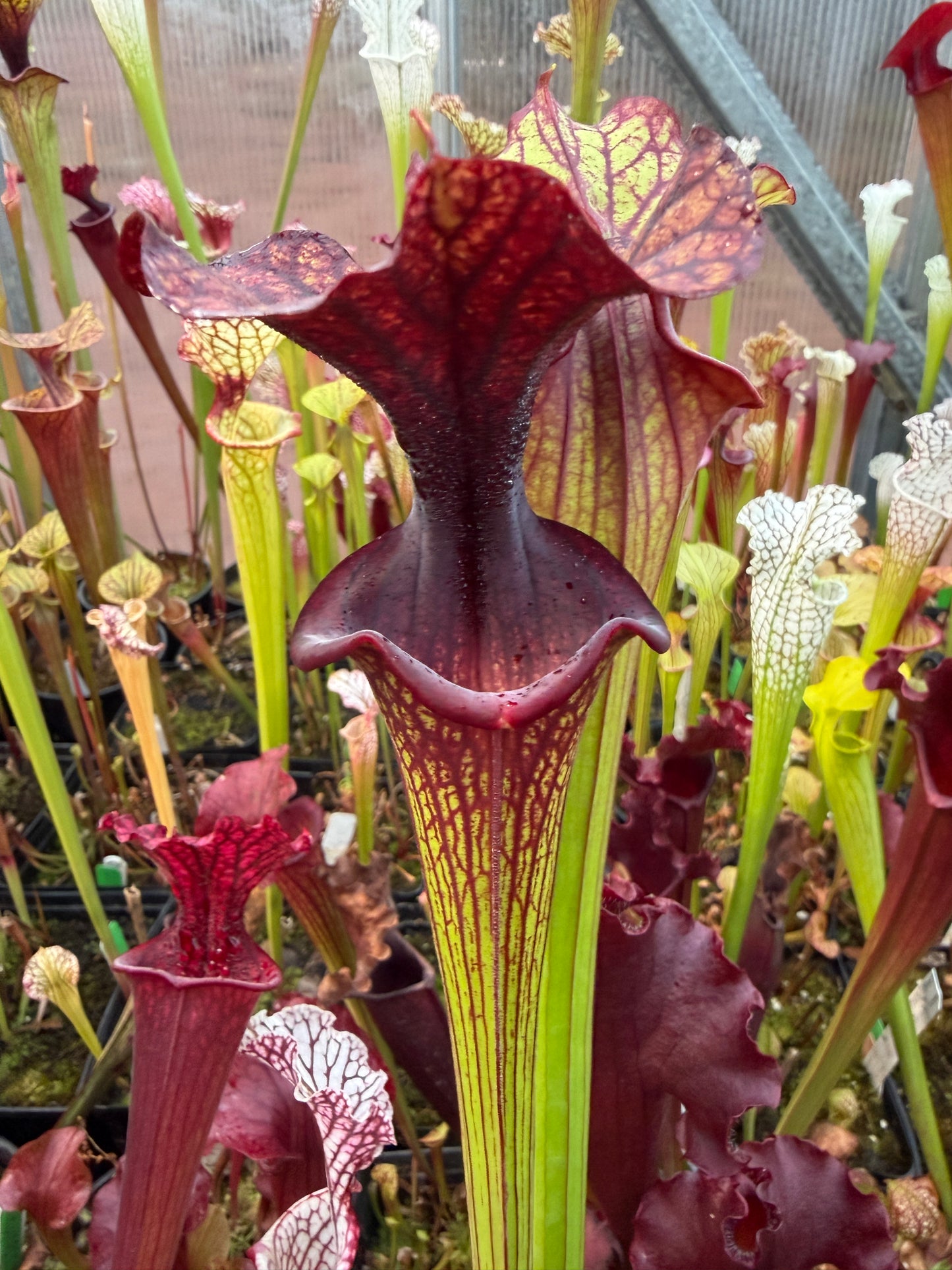 Sarracenia x Saurus x Adrian Slack 3 - Small (Shipped Bare-Root)