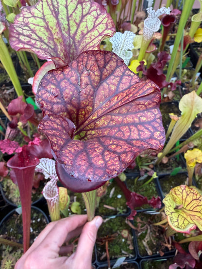 Sarracenia x Saurus x Adrian Slack 3 - Small (Shipped Bare-Root)