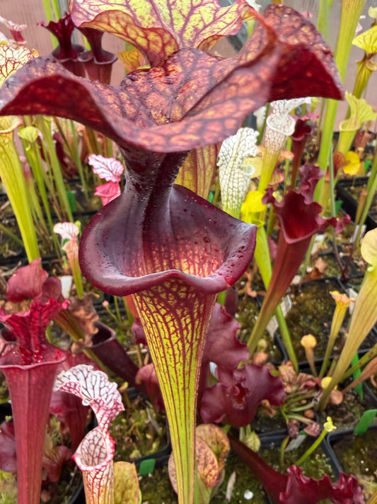 Sarracenia x Saurus x Adrian Slack 3 - Small (Shipped Bare-Root)